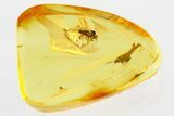 Detailed Fossil Dagger Fly (Ragas) In Baltic Amber #307386-1